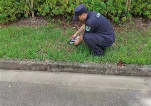 宗保队员及时救助受伤的国家级保护动物黑翅鸢