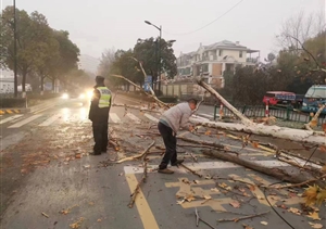 大树倒地阻通行 员工清障保畅通—浙江民泰员工协助清理倒地树木