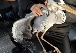 巡逻途中遇“落难”苍鹭   宗保员工暖心救助放归自然